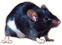 Мыши, mouse
